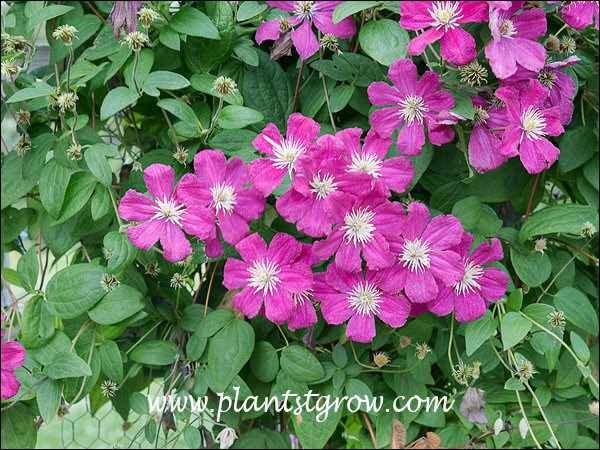 Clematis Barbara Harrington (end of July)